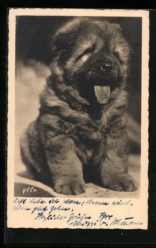 Carte postale petit chiot - petit, gros