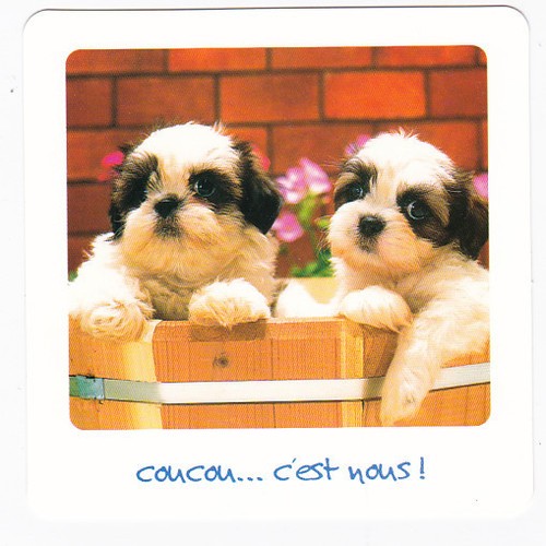 Chien chiot chiens - ,