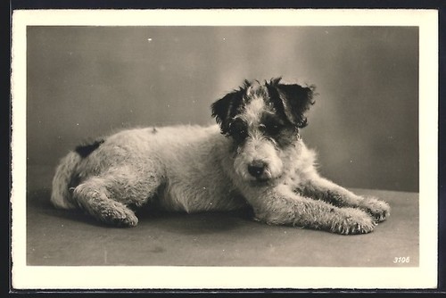Carte postale chiot terrier