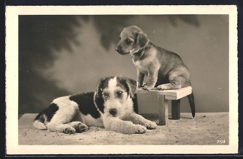 Terrier chiot sur une - chiot,
