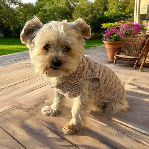 Pull chien pour petit - pull,