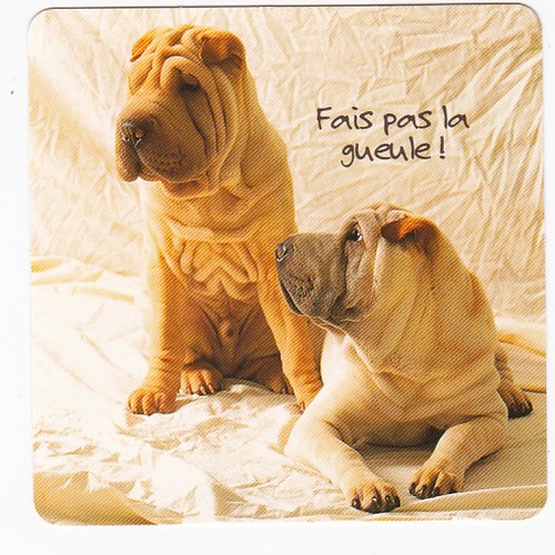Chien chiot chiens carte - chiot,