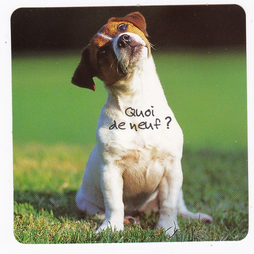 Chien chiot chiens - chien, carte